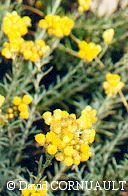 immortelle des dunes