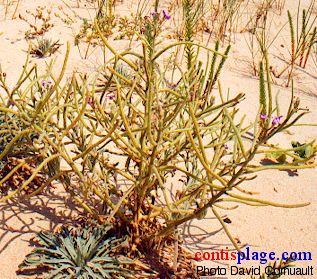 Giroflée des dunes