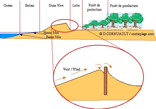 Formation des dunes