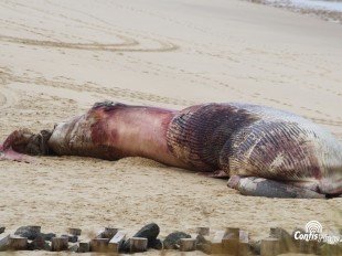 Échouage d'une baleine sur la plage Sud de Contis