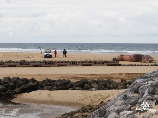 Échouage d'une baleine sur la plage Sud de Contis