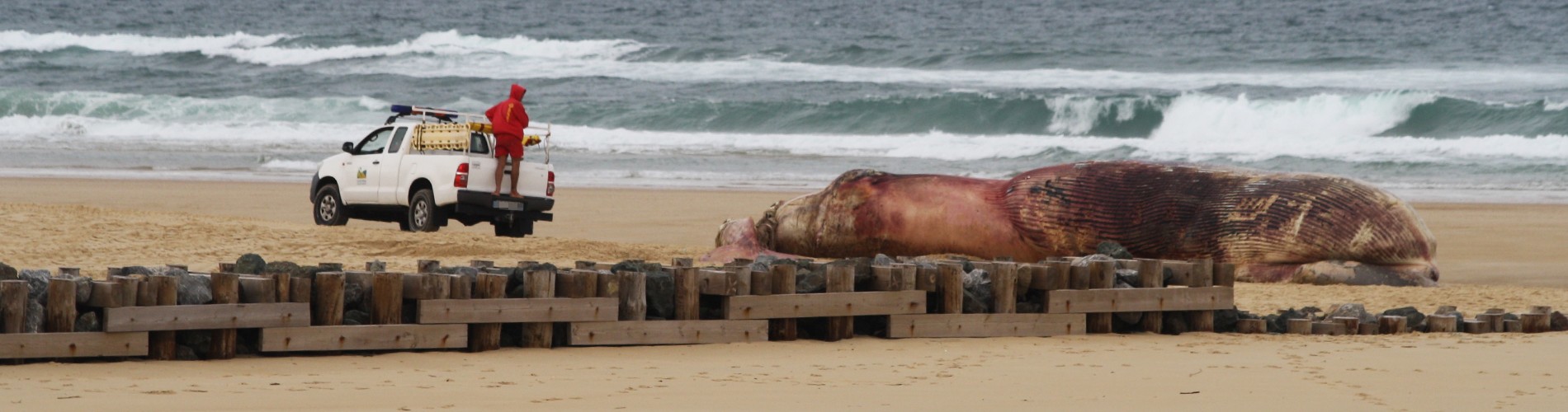 Échouage d'une baleine sur la plage de Contis