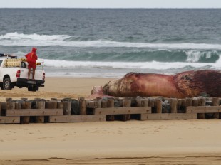 Échouage d'une baleine sur la plage de Contis