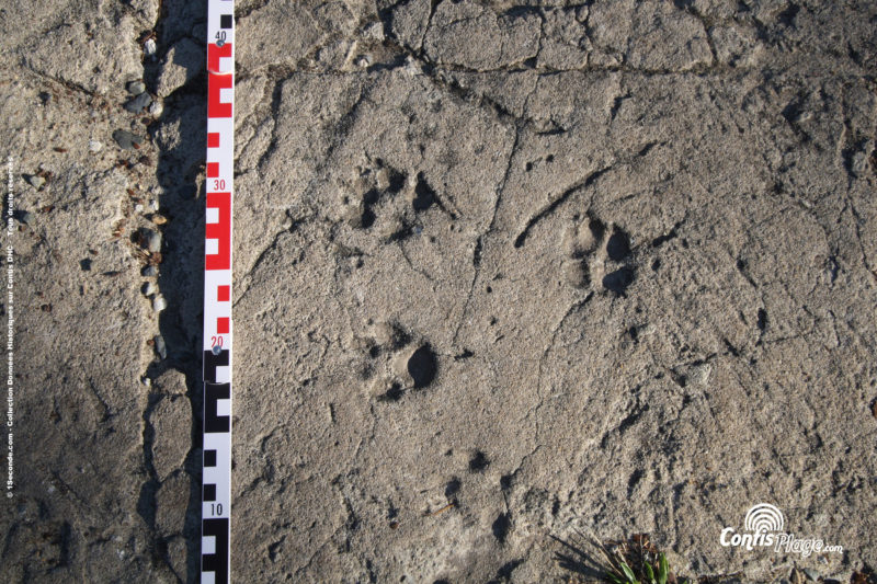 Traces de chien - voie Ba03